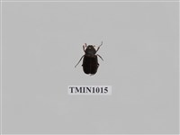 藏品(蓬萊姬黑金龜)的圖片